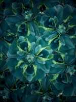 /album/optospaces/pp-forokiefe04082025-72fbw-jpg/
