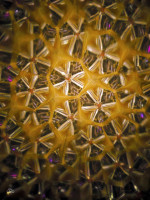 /album/optospaces/pp-yellowstars03092025-72fbw-jpg/