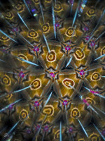 /album/optospaces/pp-dynamix02092025-72fbw-jpg/