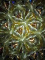 /album/optospaces/pp-pussies21062025-72fbw-jpg/