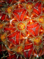 /album/optospaces/pp-redred16102025-72fbw-jpg/