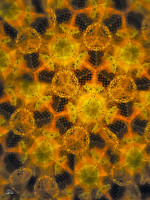 /album/optospaces/pp-orange20012026-72fbw-jpg/