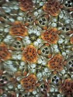 /album/optospaces/pp-med12112025-72fbw-jpg/