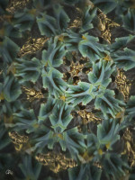 /album/optospaces/pp-organics01112025-72fbw-jpg/