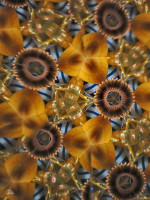 /album/optospaces/pp-syrak21022026-72fbw-jpg/