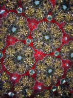 /album/optospaces/pp-redgold23032026-72fbw-jpg/