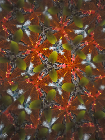 "Mutualistic symbiosis in my optoscope..." / "Mutualistická symbióza v mém optoskopu..."