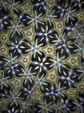  "The trembling of the night stars..." / "Chvění nočních hvězd..."