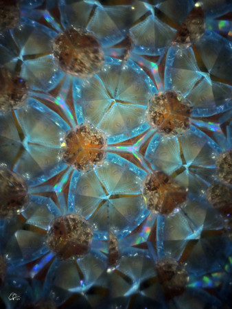 "The winter blossoms..." / "Zimní květy..."