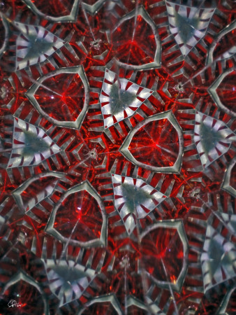 "The sharp trialogues..." / "Ostré trialogy..."