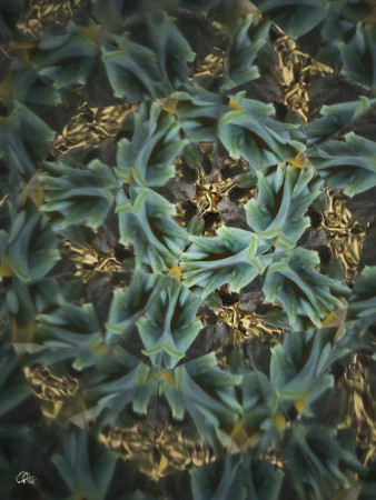 "The organic happiness..."/ "Organické štěstí..." 26.03.2026